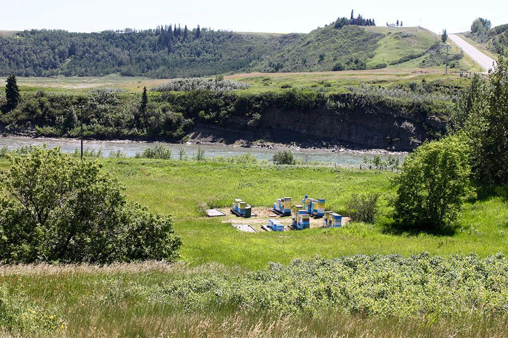 Slide Image