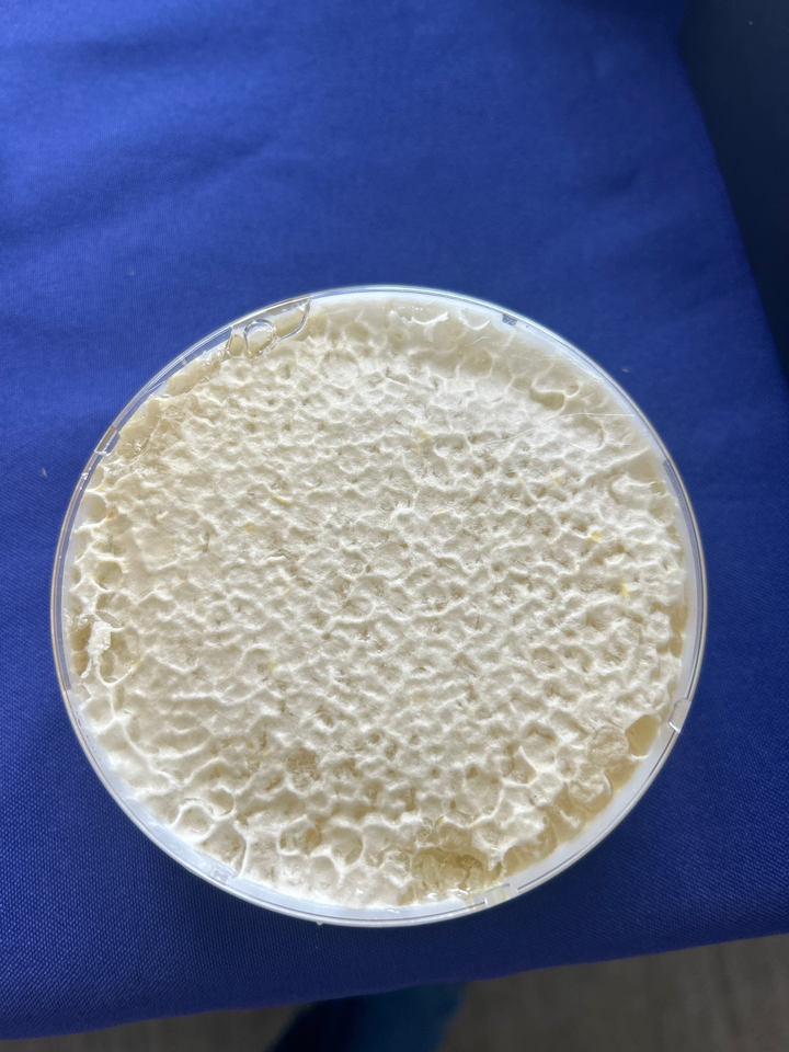 Comb Honey